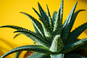 Obraz premium Aloe plant, green leaves with prickly thorns on a yellow backgro