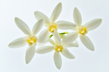 A bouquet of white flowers sits on a pure white background, great for wedding or celebration designs