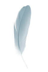Beautiful white gray ,baby blue colors tone feather isolated on white background