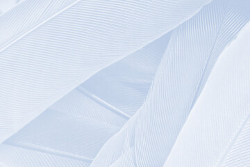 baby blue white gray feather wooly pattern texture for cool background