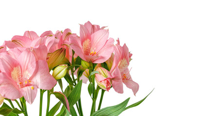 pink alstroemeria flower, Lily of the Incas, in vase on isolated white background close-up