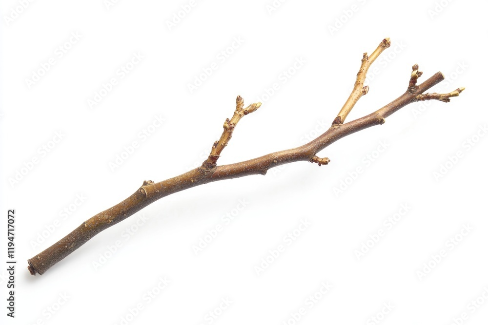 Poster a close-up shot of a bare tree branch without leaves