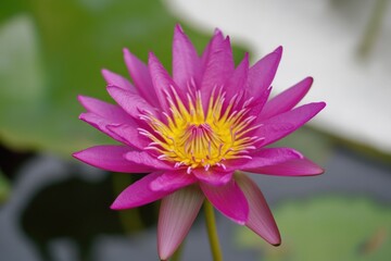 Obraz premium A pink flower with a yellow center floating in a calm pond