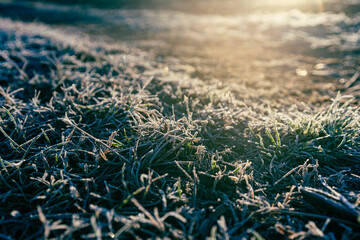 Frosted grass close up at sunset with warm natural light. Concept of poetic and evocative cold winter landscape with morning frost