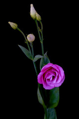 Obraz premium eustoma flower grows in the apartment