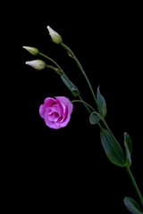 eustoma flower grows in the apartment