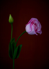 eustoma flower grows in the apartment