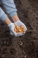 Onion Planting: Manual Work for a Future Harvest. Selective focus