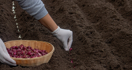 Onion Planting: Manual Work for a Future Harvest. Selective focus