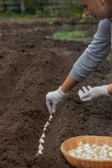 Onion Planting: Manual Work for a Future Harvest. Selective focus