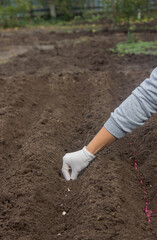 Onion Planting: Manual Work for a Future Harvest. Selective focus