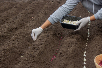 Onion Planting: Manual Work for a Future Harvest. Selective focus