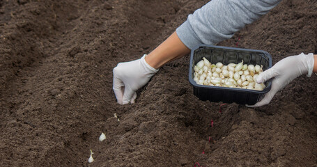 Onion Planting: Manual Work for a Future Harvest. Selective focus