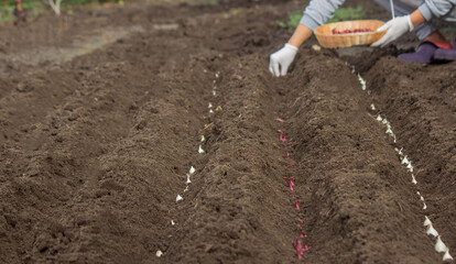 Onion Planting: Manual Work for a Future Harvest. Selective focus