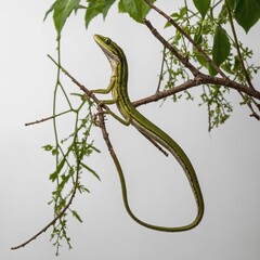 Obraz premium A slender vine snake hanging from a branch on a white background.
