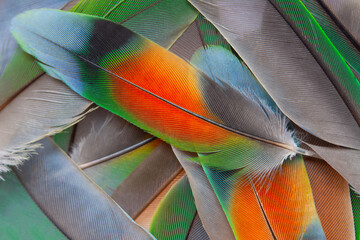 Beautiful colorful group parrot feather pattern texture luxury for background