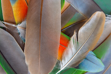 Beautiful colorful group parrot feather pattern texture luxury for wallpaper background