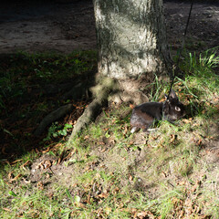 Naklejka premium A dark-furred rabbit sits calmly on the ground near a tree's base. Leaves and grass surround it, sunlight filters through the branches.