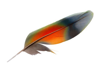 Beautiful macaw parrot feather bird isolated on white background  with clipping path