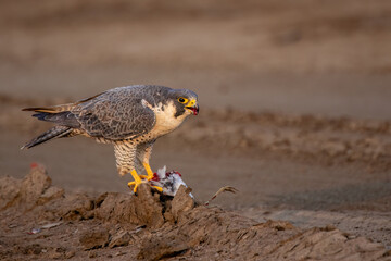 Peregrine Falcon 