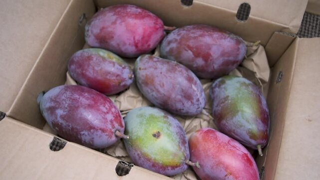 Organic farm mango delivery box unboxing open