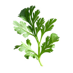parsley isolated on white background