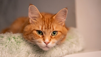 Portrait of a red maincoon cat