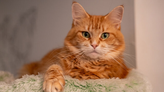 Portrait of a red maincoon cat