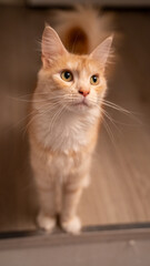 Portrait of a red maincoon cat