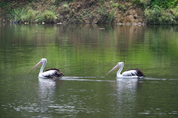 A beautiful pelican is circling the lake at a zoo in Solo, Indonesia