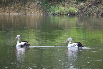 A beautiful pelican is circling the lake at a zoo in Solo, Indonesia