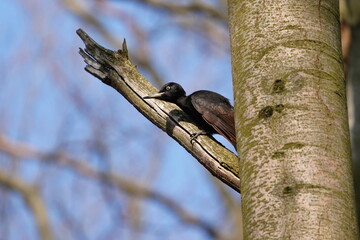 A female Black woodpecker (Dryocopus martius) climbs on the branch. Woodpecker in the nature habitat. Spring in the nature.
