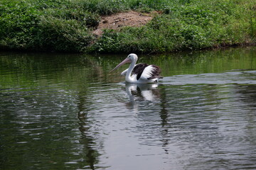 A beautiful pelican is circling the lake at a zoo in Solo, Indonesia