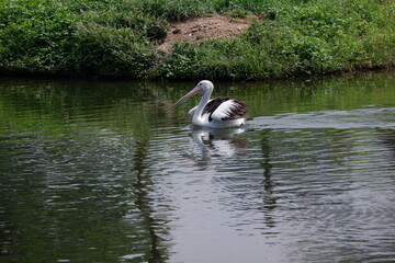 A beautiful pelican is circling the lake at a zoo in Solo, Indonesia