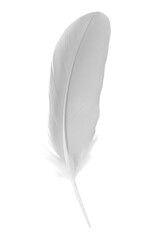 white feather isolated on white  background