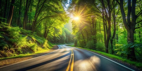 Sunlit Winding Road Through Lush Green Forest Canopy