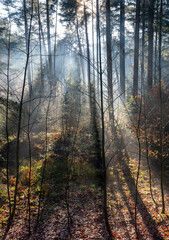 Fototapeta premium sun beams through winter foliage of forest in holland