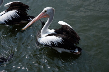 A beautiful pelican is circling the lake at a zoo in Solo, Indonesia