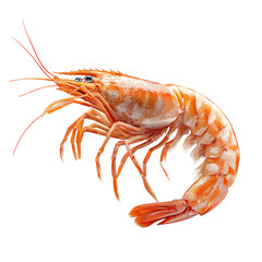 Fresh Shrimp Isolated on White Background Isolated on transparent background