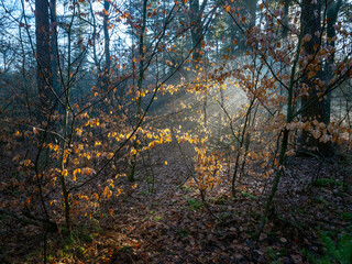 sun beams through winter foliage of forest in holland