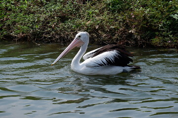 A beautiful pelican is circling the lake at a zoo in Solo, Indonesia