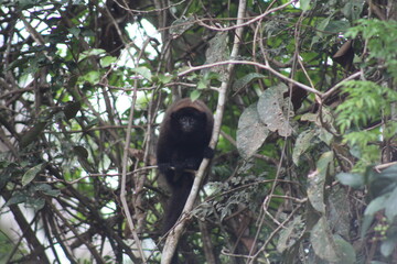 bugio em árvore na amazônia