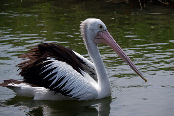A beautiful pelican is circling the lake at a zoo in Solo, Indonesia