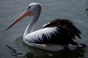 A beautiful pelican is circling the lake at a zoo in Solo, Indonesia