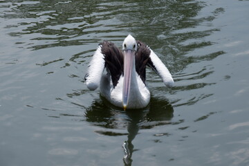 A beautiful pelican is circling the lake at a zoo in Solo, Indonesia