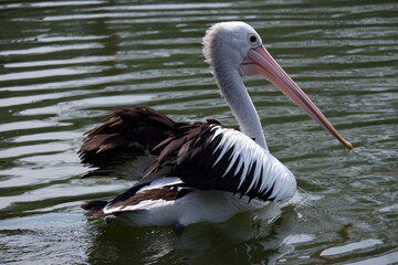 A beautiful pelican is circling the lake at a zoo in Solo, Indonesia