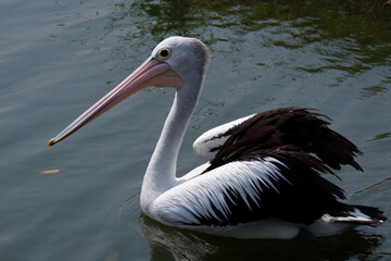 A beautiful pelican is circling the lake at a zoo in Solo, Indonesia