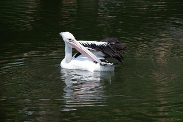 A beautiful pelican is circling the lake at a zoo in Solo, Indonesia
