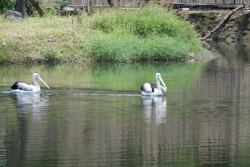 A beautiful pelican is circling the lake at a zoo in Solo, Indonesia