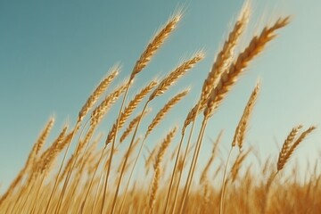 Fototapeta premium A vibrant depiction of a golden wheat field gently swaying in the wind under a clear blue sky, signifying abundance and the beauty of nature's harvest.